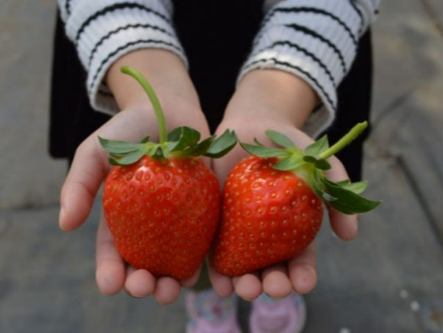 【要予約】山田みつばち農園の遊び・体験